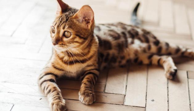 Cat laying on the floor