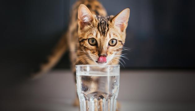 How to make cat drink water