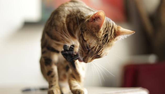 Kattens naturlige kosthold PrimaCat