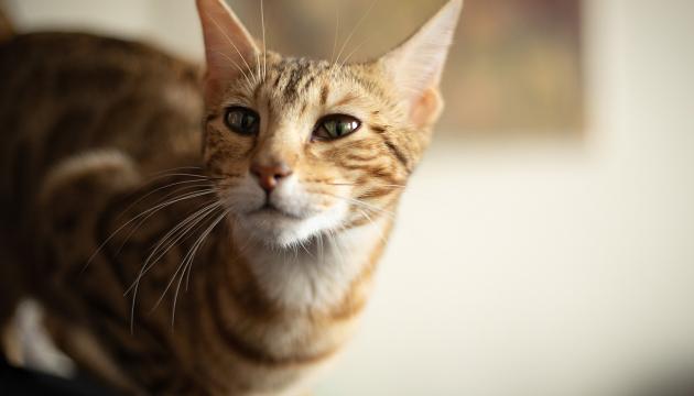 PrimaCat lämplig diet för katter