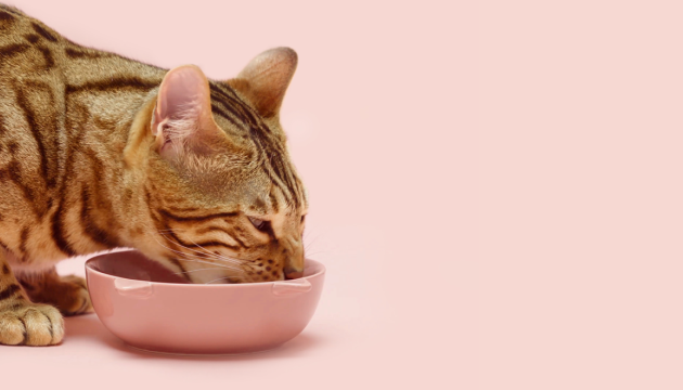 Cat's natural diet PrimaCat