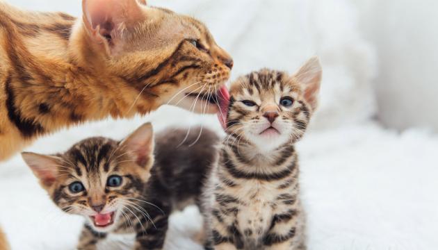 PrimaCat kissanpennun kehitys
