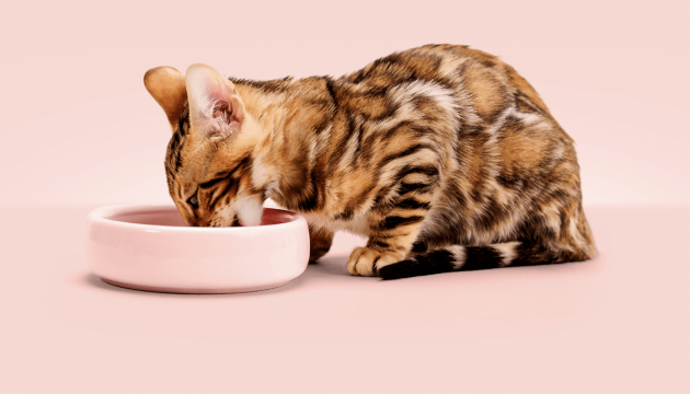 PrimaCat mating av kattunge