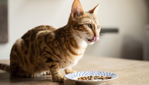 Bengal cat sitting