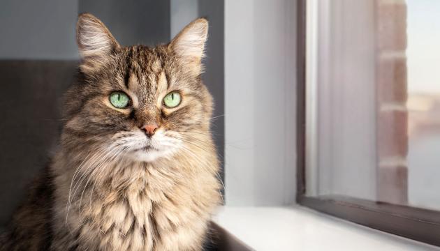 PrimaCat artikkel fôring av eldre katter
