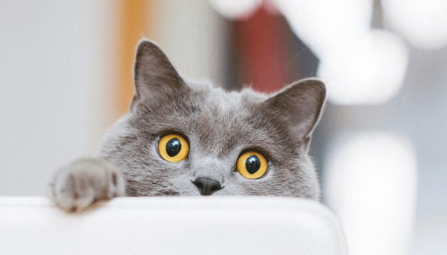 PrimaCat training a cat with image cat peeks