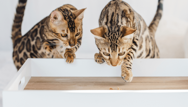 Hur du identifierar din katts hel- och tilläggsfoder PrimaCat