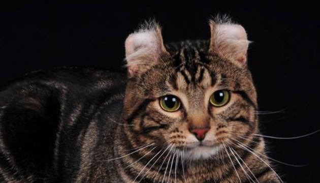 American curl, lyhytkarva