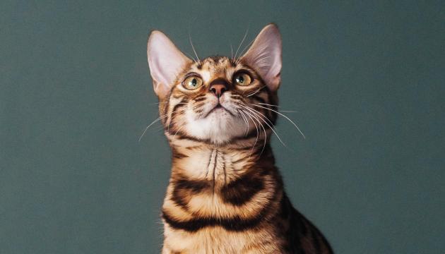 Cat with green background