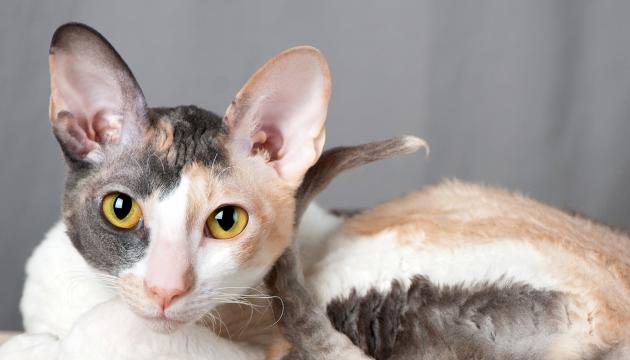 Cornish rex