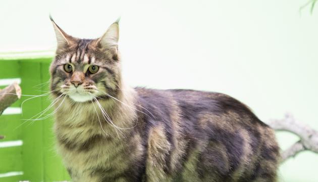 Maine Coon