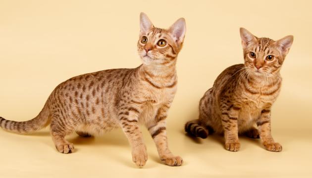 Ocicat