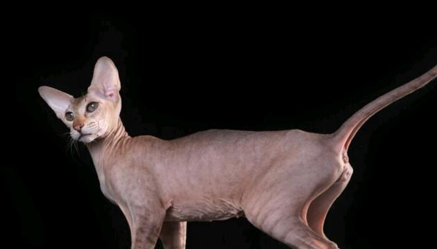 Peterbald