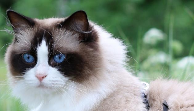 Ragdoll