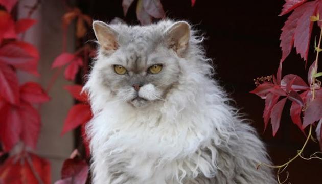 Selkirk rex