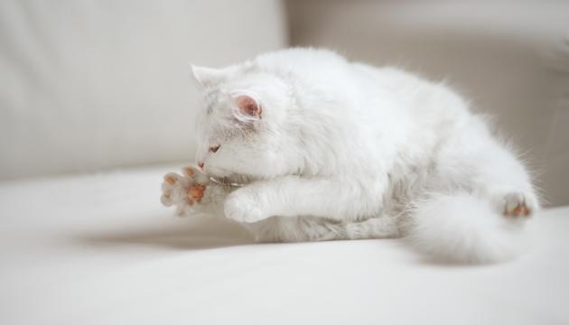 En äldre vit katt