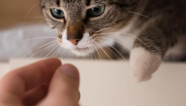 PD cat eating a treat