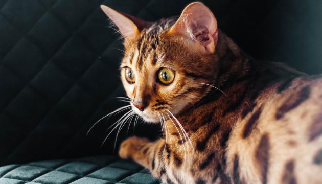 Bengal katt