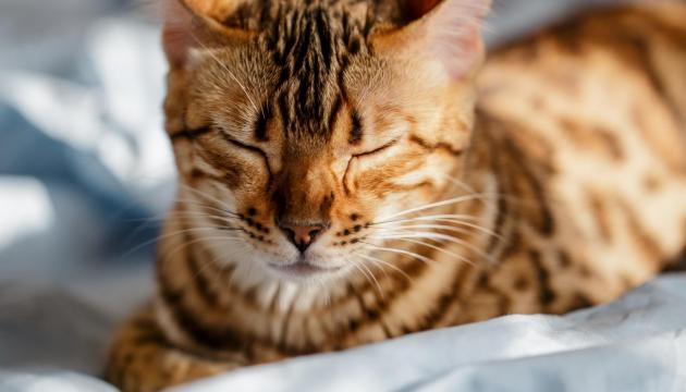 Bengal cat resting