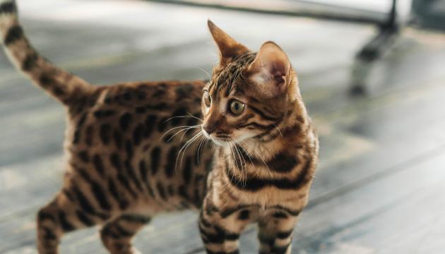 Bengal katt står