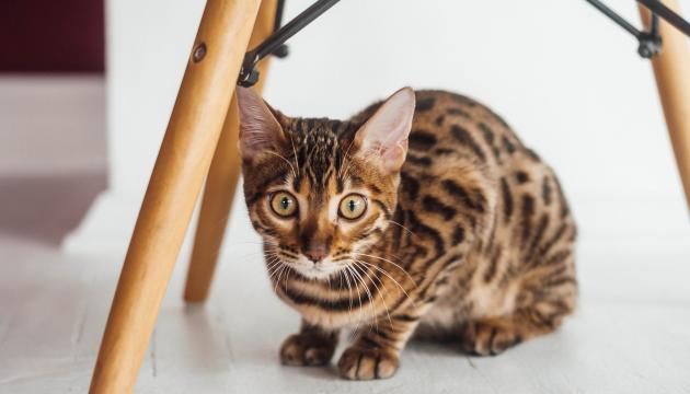 Bengal katt under en stol