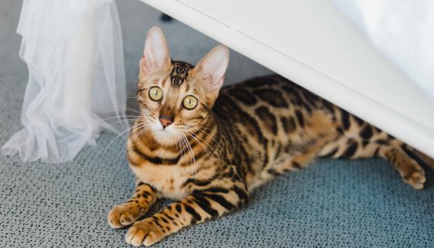 Cat under a chair