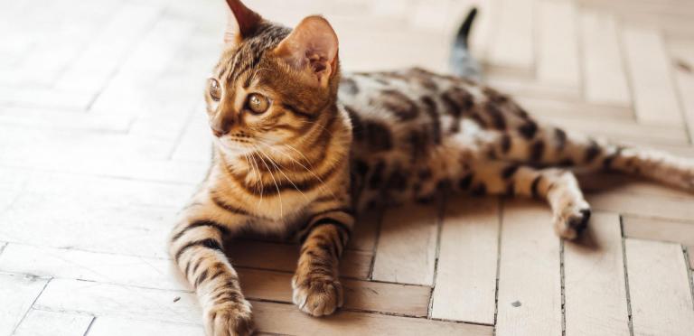 Cat laying on the floor