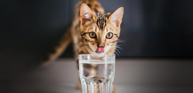 How to make cat drink water
