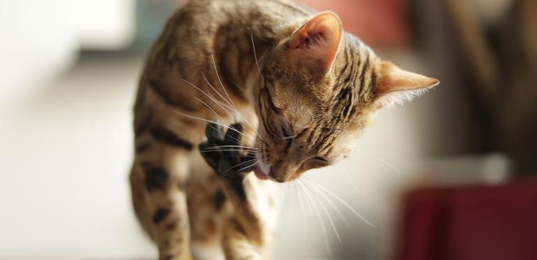 Kattens naturlige kosthold PrimaCat