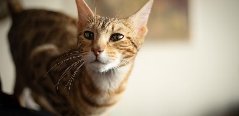 PrimaCat lämplig diet för katter