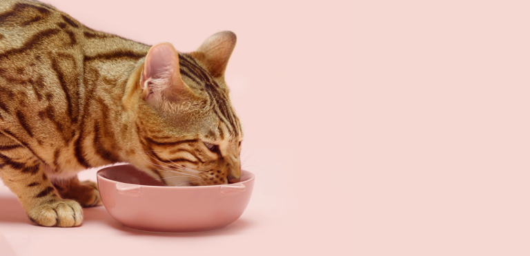Cat's natural diet PrimaCat