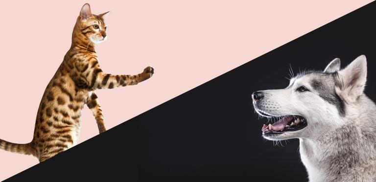 PrimaCat & PrimaDog -kiertue keväällä 2019