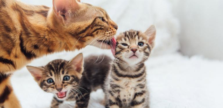 PrimaCat kissanpennun kehitys