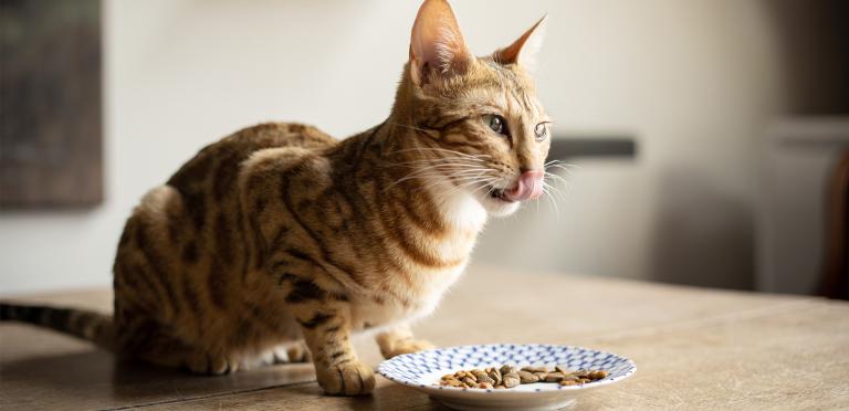 Bengal cat sitting