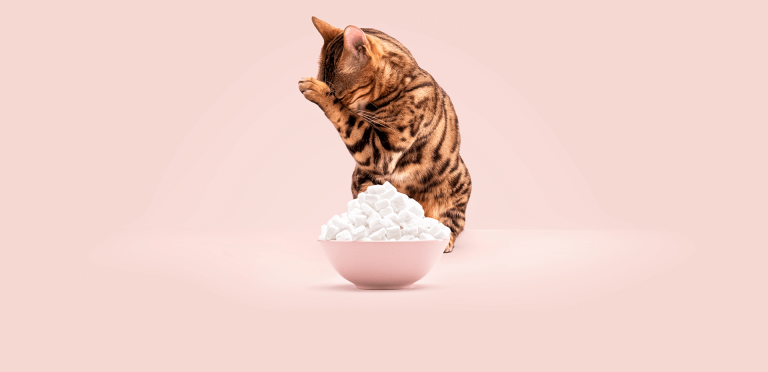 Low sugar cat food outlet