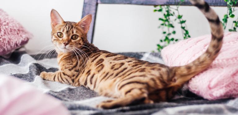 PrimaCat kissoille myrkylliset kasvit