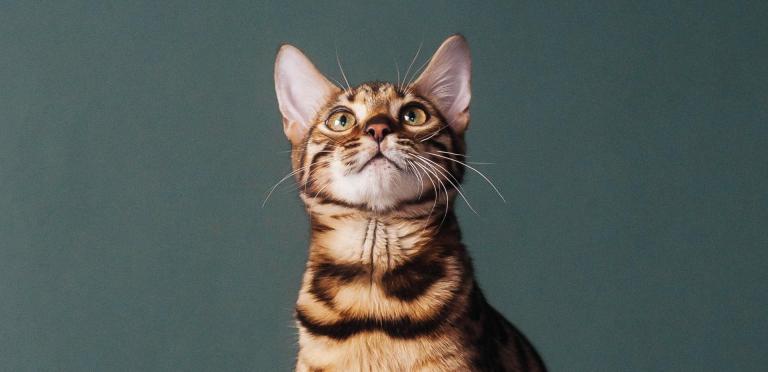 Cat with green background