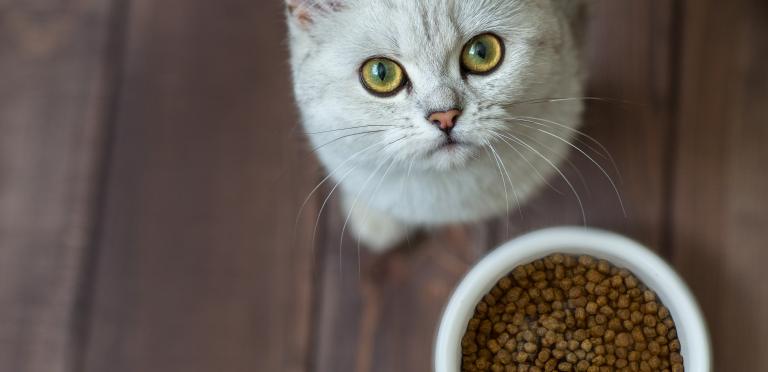 Study finds nearly a third of cat owners use food puzzles