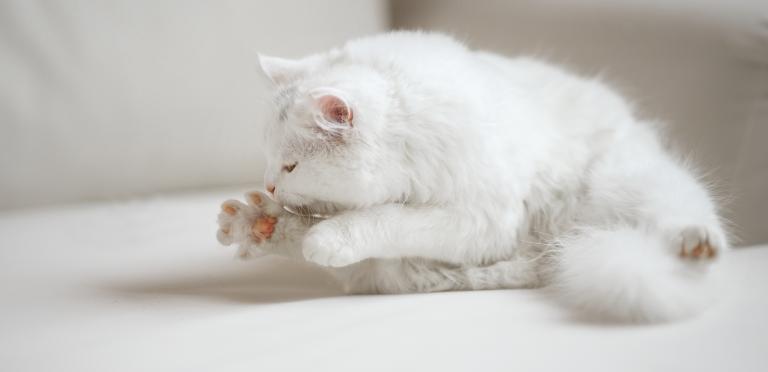 En äldre vit katt