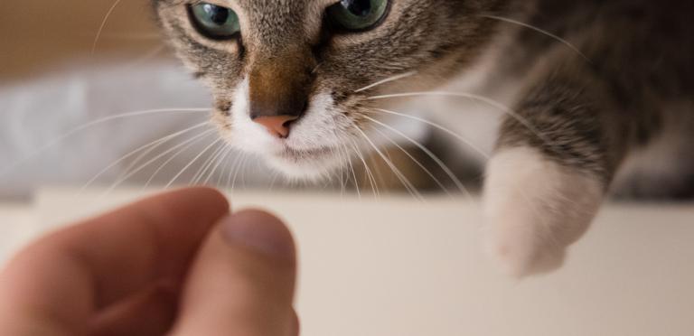 PD cat eating a treat