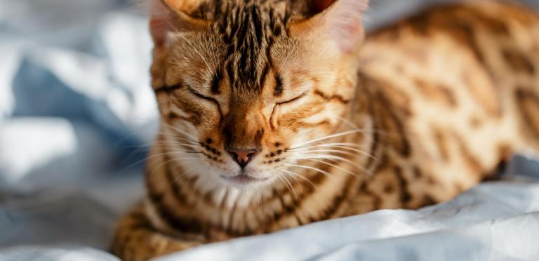 Bengal cat resting