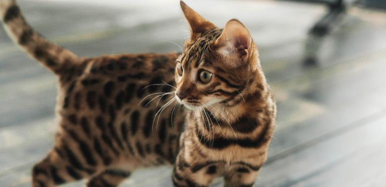 Bengal katt står