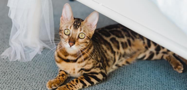 Cat under a chair