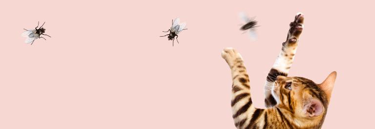 PrimaCat kissojen peli