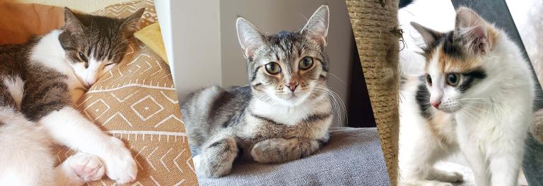 PrimaCat on kissojen asialla