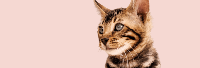 PrimaCat kissojen asialla pääkuva, kuvassa kissanpentu vaaleanpunaisella taustalla