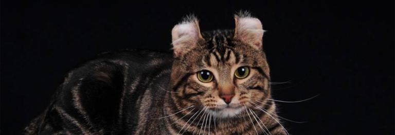 American curl, lyhytkarva