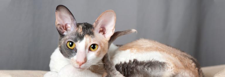 Cornish rex