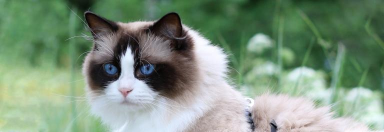 Ragdoll