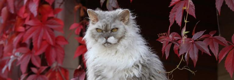 Selkirk rex